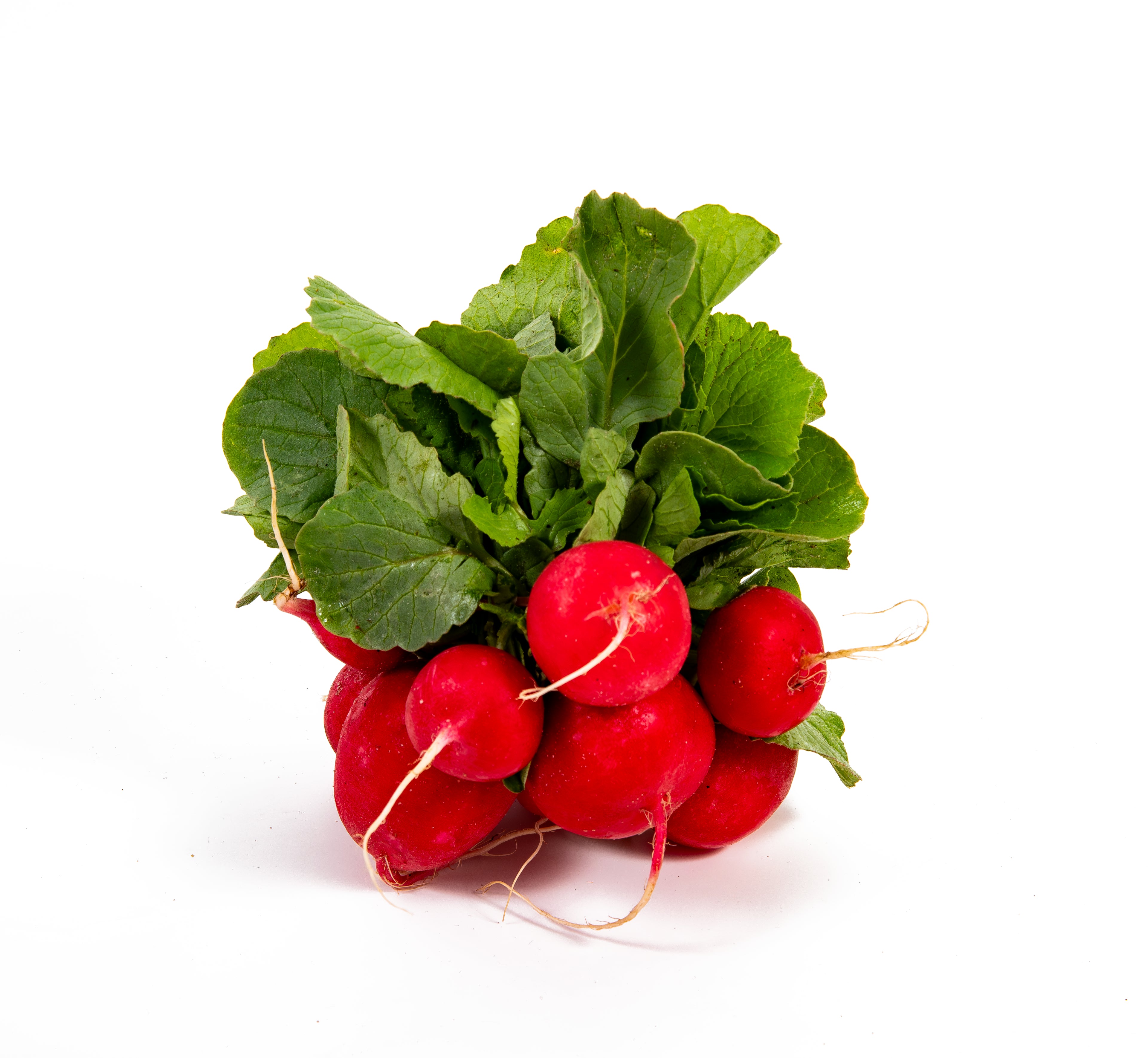 Red Radish