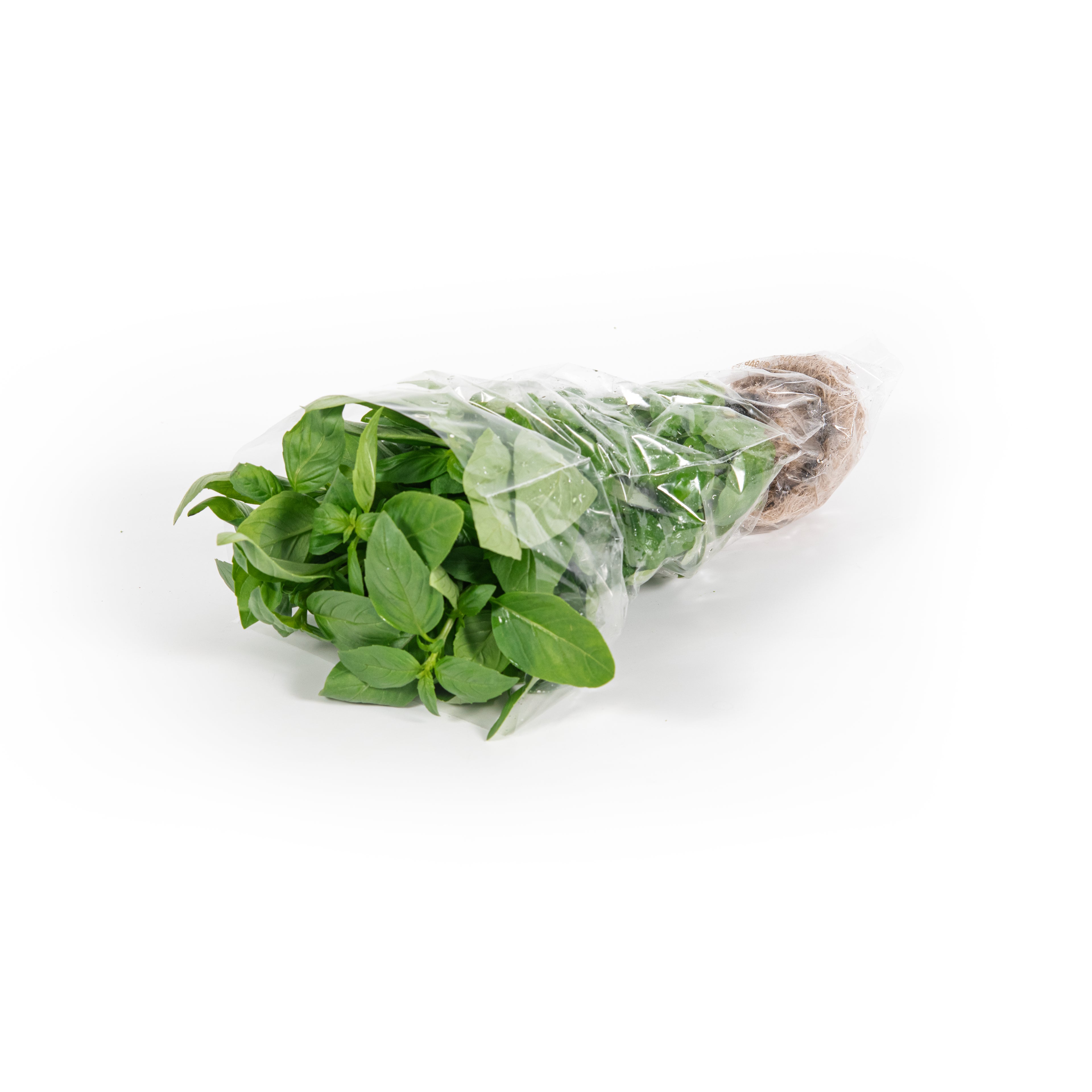 Living Basil